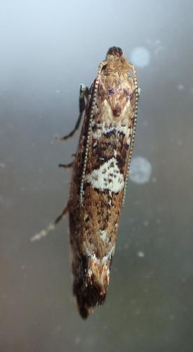 Réf. 199 225 : Acrolepiopsis assectella